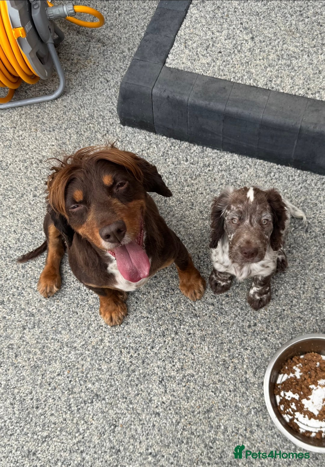 Cocker Spaniel dogs for sale: Cocker spaniel boy - Image 5