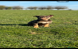 Australian Kelpie dogs for sale: Australia kelpies  - Image 3