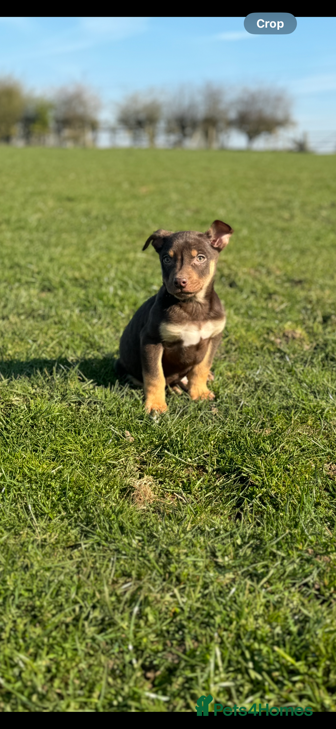 Australian Kelpie dogs for sale: Australia kelpies  - Image 3
