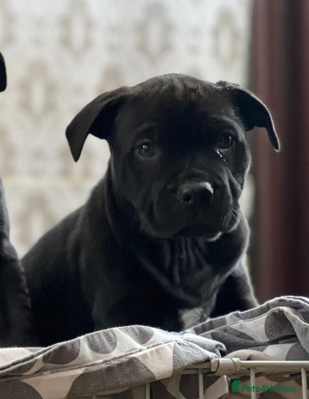 Staffordshire Bull Terrier dogs for sale: Stunning Staffordshire bull terrier puppy - Advert 9