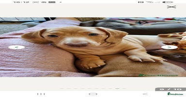 Miniature Dachshund dogs - Advert 8