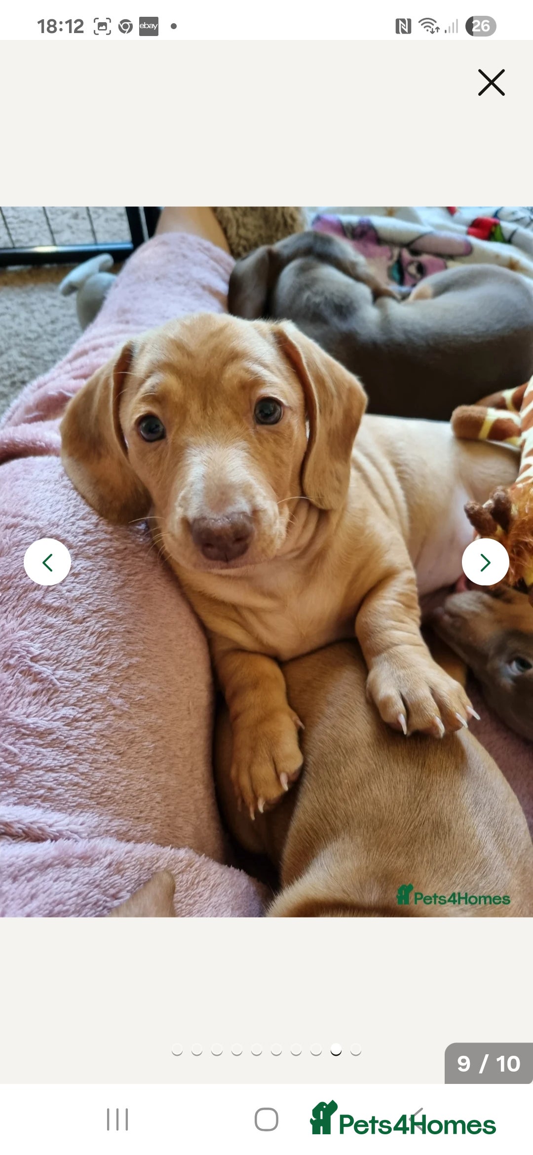 Miniature Dachshund dogs for sale: Miniature dachshund puppy  - Image 2
