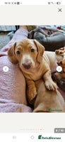 Miniature Dachshund dogs - Advert 16