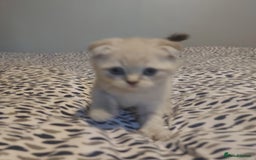 British Shorthair cats for sale: British shorthair kittens and scotish fold  - Image 18