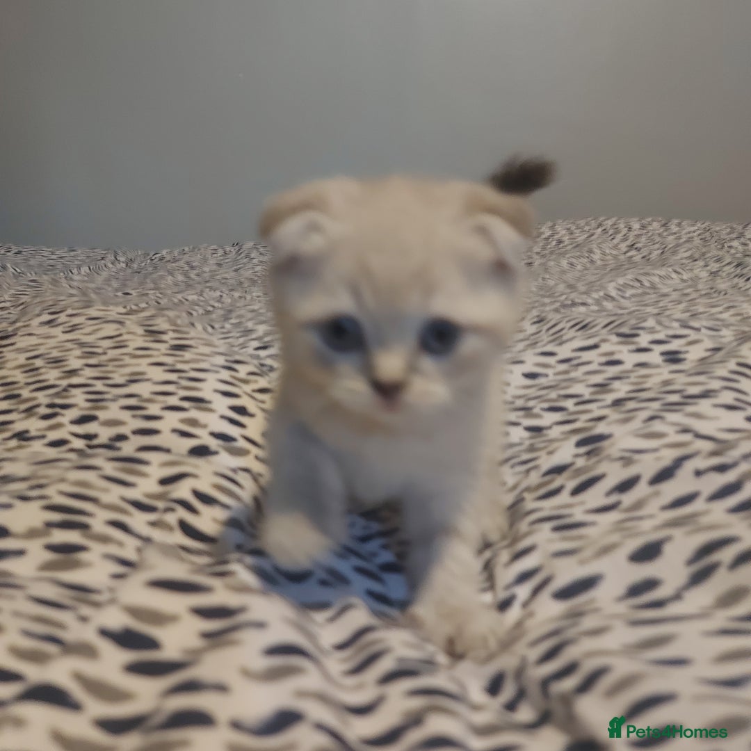 British Shorthair cats for sale: British shorthair kittens and scotish fold  - Image 18