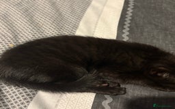 Bengal cats for sale: 3 female Bengal cross kittens  - Image 7