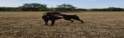 Dobermann dogs for sale: Black and tan imported female - Advert 4