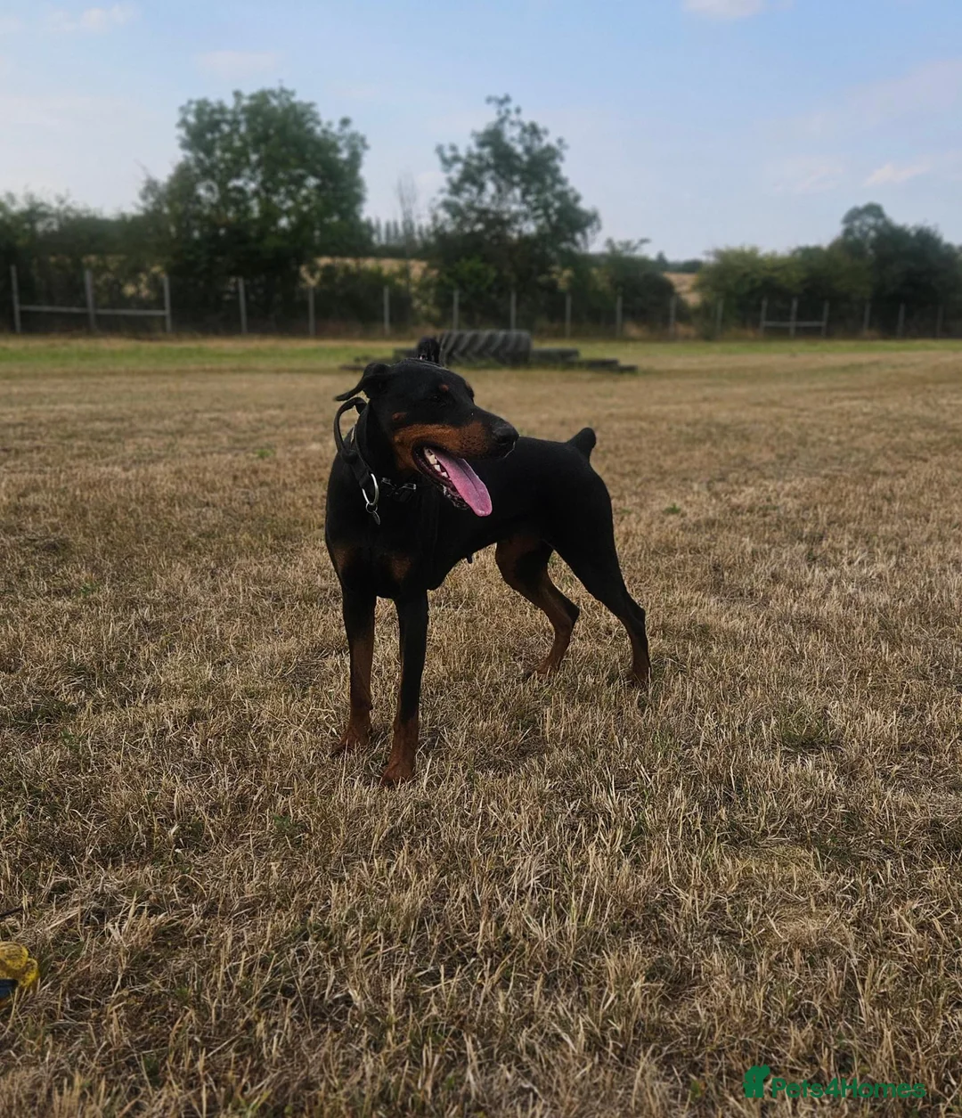 Dobermann dogs for sale: Black and tan imported female - Advert 4