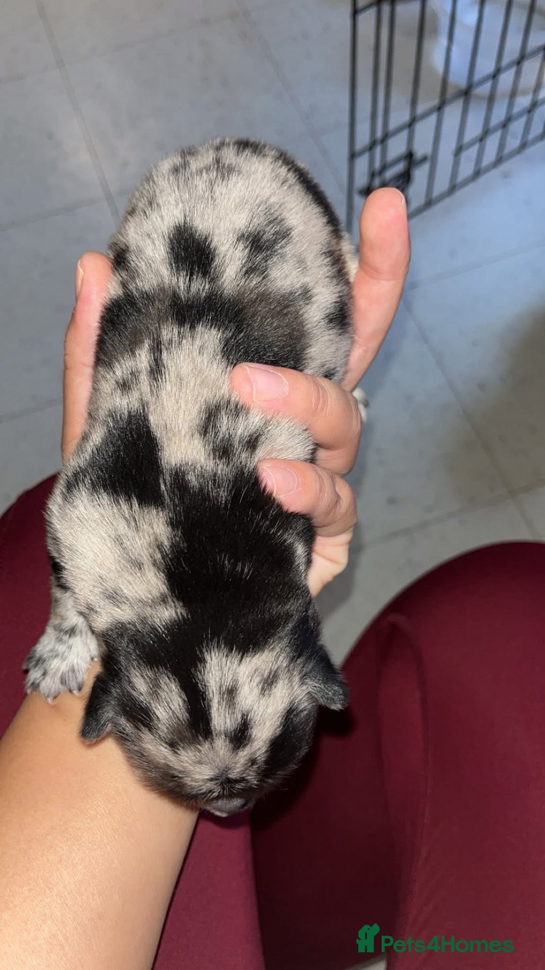 Chow Chow dogs for sale: Chow Puppies – Cream, Grey & Merle Available - Advert 16