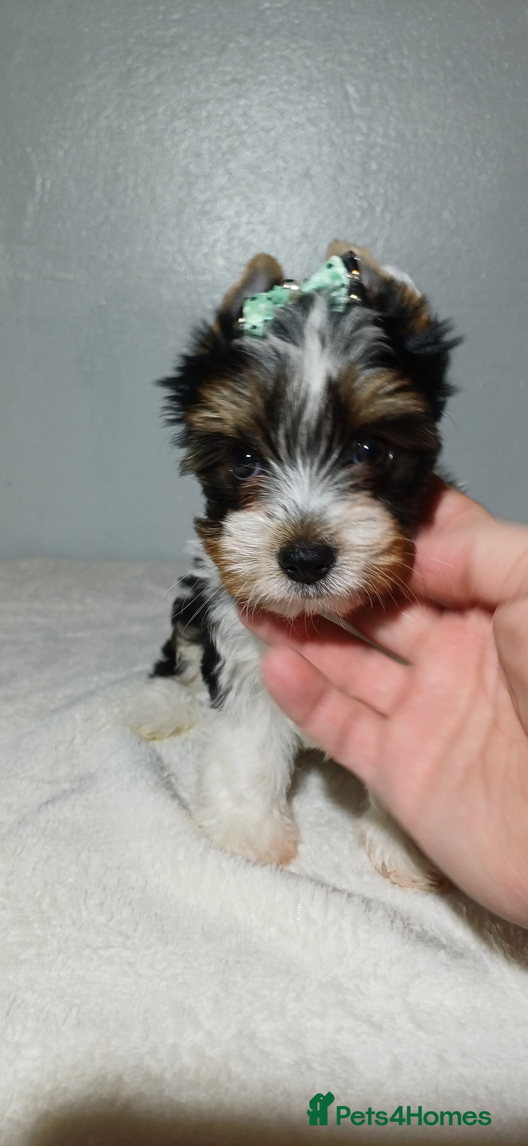 Yorkshire Terrier dogs for sale: 100% Biewer yorkshire-terrier Pedigree  - Advert 35