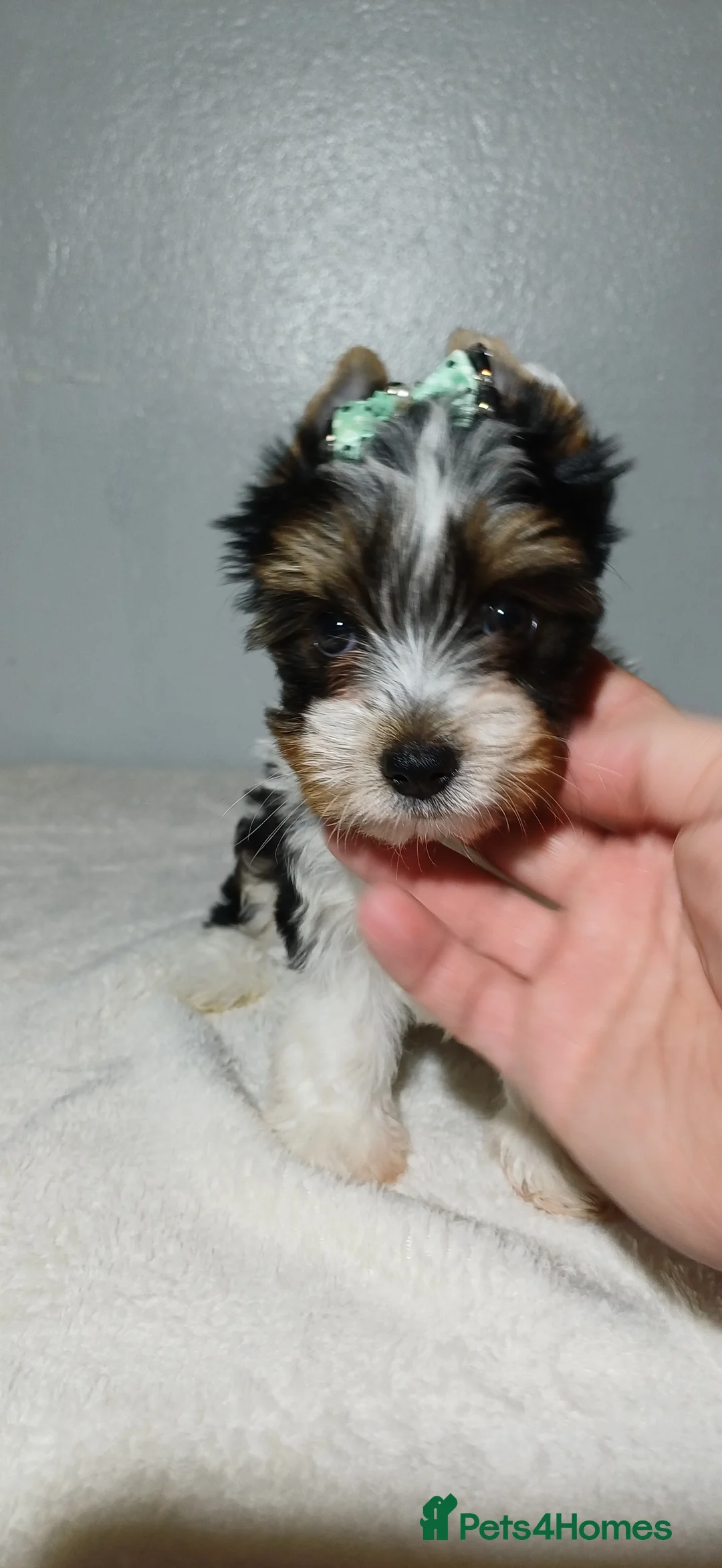 Yorkshire Terrier dogs for sale: 100% Biewer yorkshire-terrier Pedigree  - Advert 35