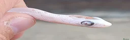 Corn Snake reptiles for sale: 2026 Corn Snake Hatchlings  - Advert 8