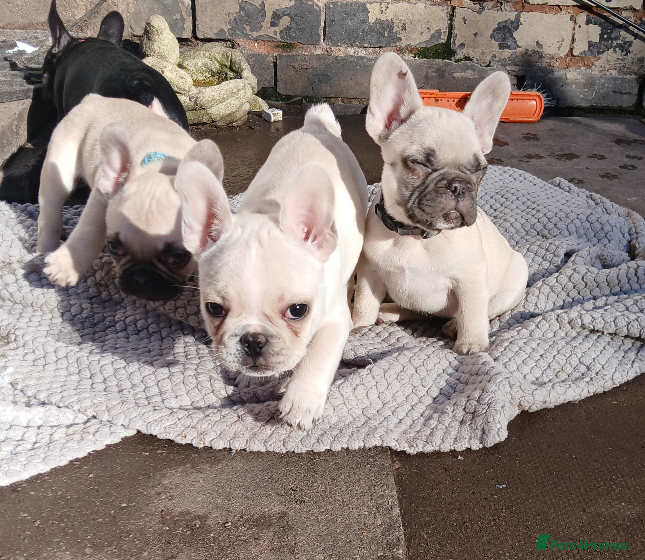French Bulldog dogs Gorgeous frenchie pups - Advert 1