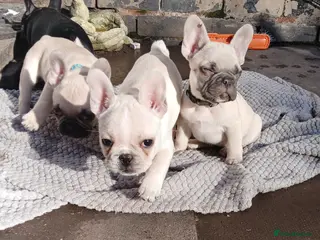 French Bulldog dogs Gorgeous frenchie pups - Advert 5