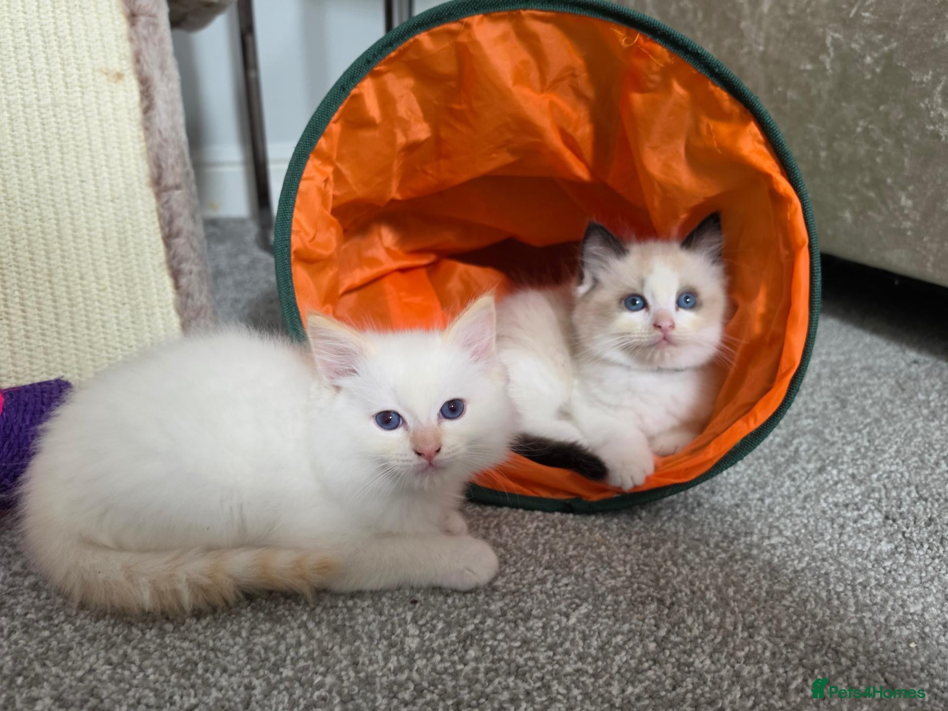 Ragdoll cats GCCF registered Ragdoll kittens  - Advert 1