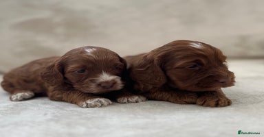 Cockapoo dogs - Advert 6