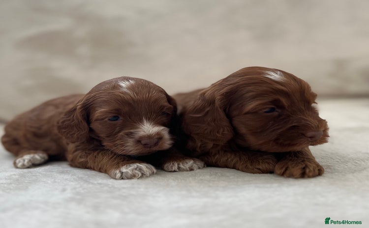 Cockapoo dogs - Advert 2