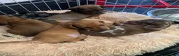 Miniature Dachshund dogs for sale: Miniature dachshund, family bred  - Advert 10