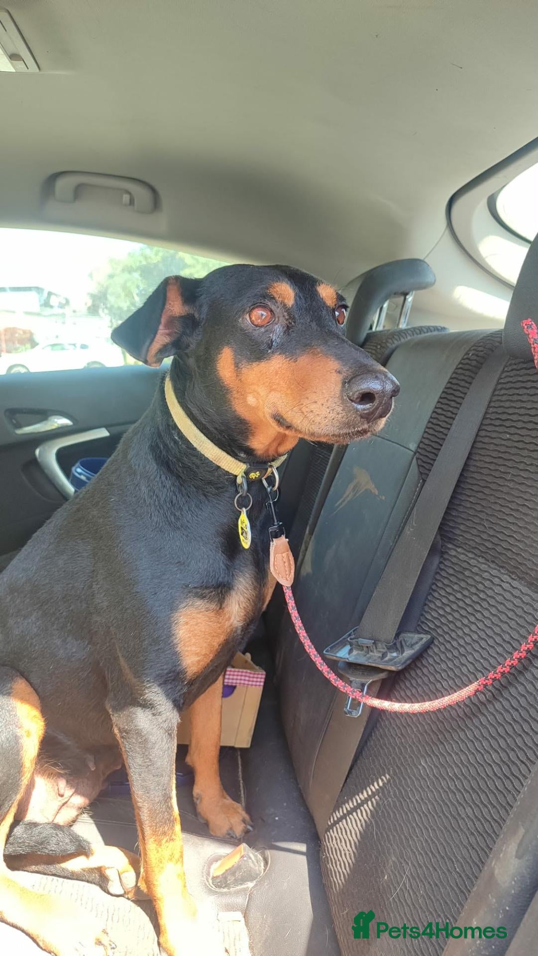Mixed Breed dogs Lucie - Advert 1