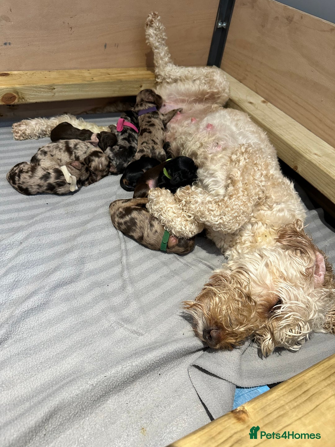 Cockapoo dogs for sale: Cockapoo Puppies for sale - Image 16