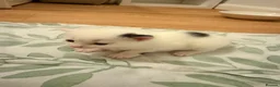 Mixed Breed cats for sale: Three adorable kittens  - Advert 10