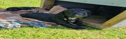 Cocker Spaniel dogs for sale: KC Working Bred Cocker Spaniel Puppies - Advert 5