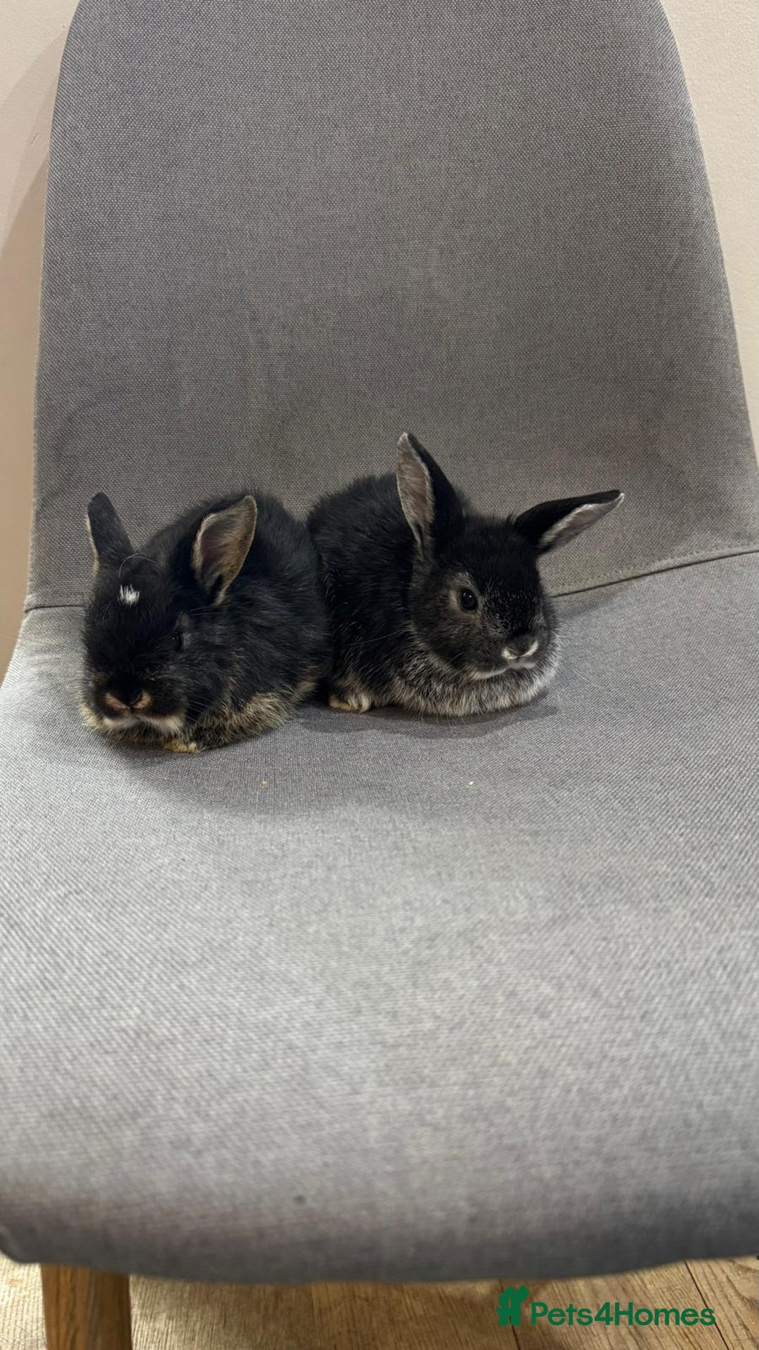 Mini Lop rabbits for sale: Adorable mini lop baby rabbits - Image 1