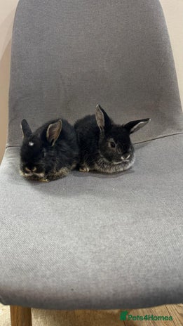 Mini Lop rabbits - Advert 7