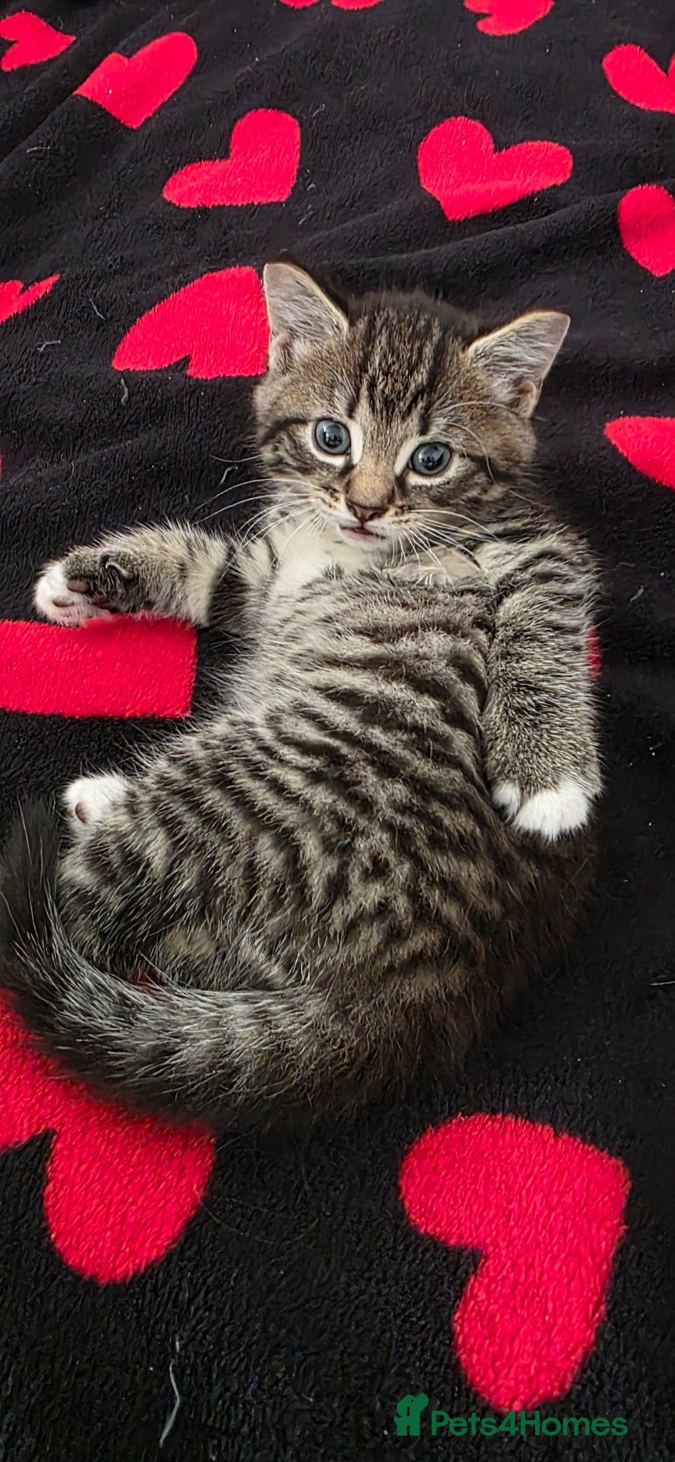 Mixed Breed cats Kitty  - Advert 1