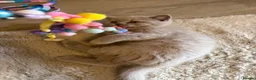 British Shorthair cats for sale: Supreme Champion Line British Shorthair Kittens - Advert 10