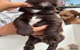Sprocker dogs for sale: Chocolate sprocker spaniel puppies  - Image 5