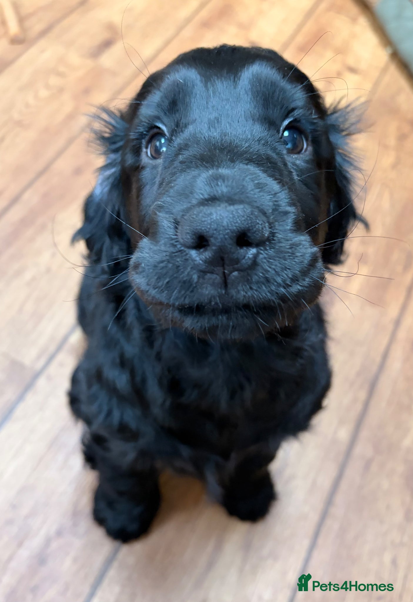 Cocker Spaniel dogs 💚 FULLY VACCINATED & READY NOW 💚 - Advert 1