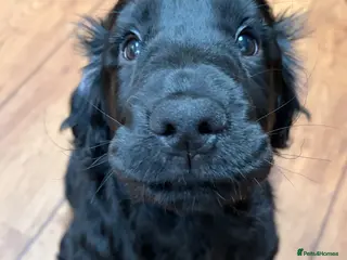 Cocker Spaniel dogs 💚 FULLY VACCINATED & READY NOW 💚 - Advert 2