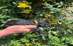 Miniature Poodle dogs for sale: KC Activity registered miniature poodles - Image 7