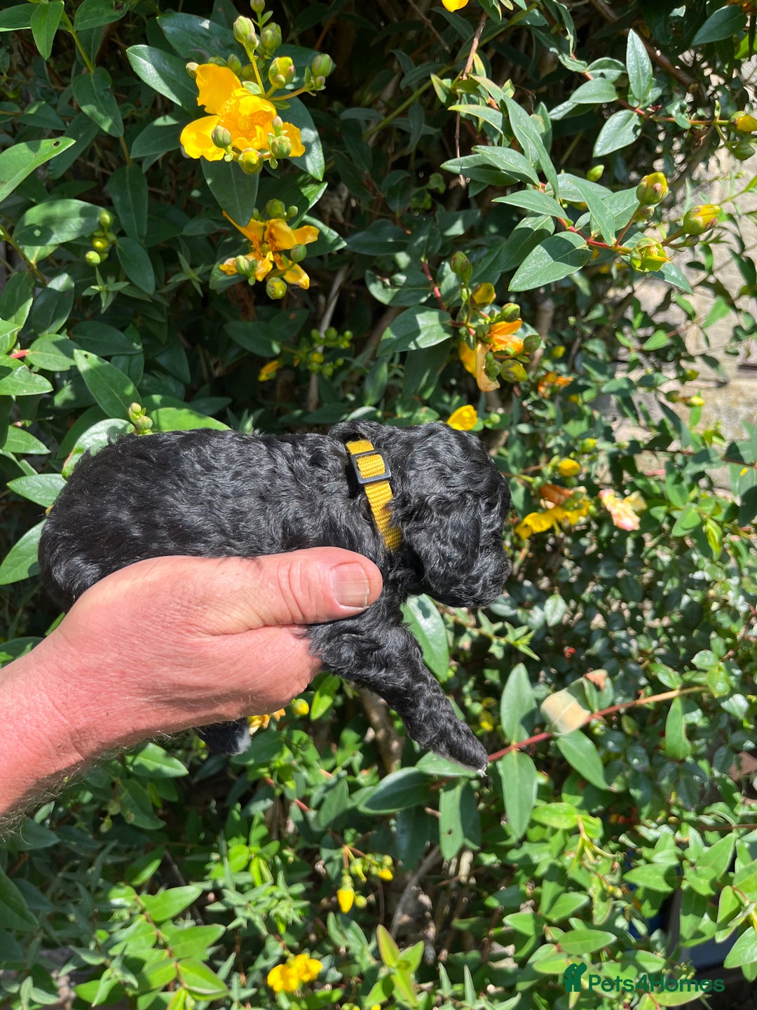 Miniature Poodle dogs for sale: KC Activity registered miniature poodles - Image 7