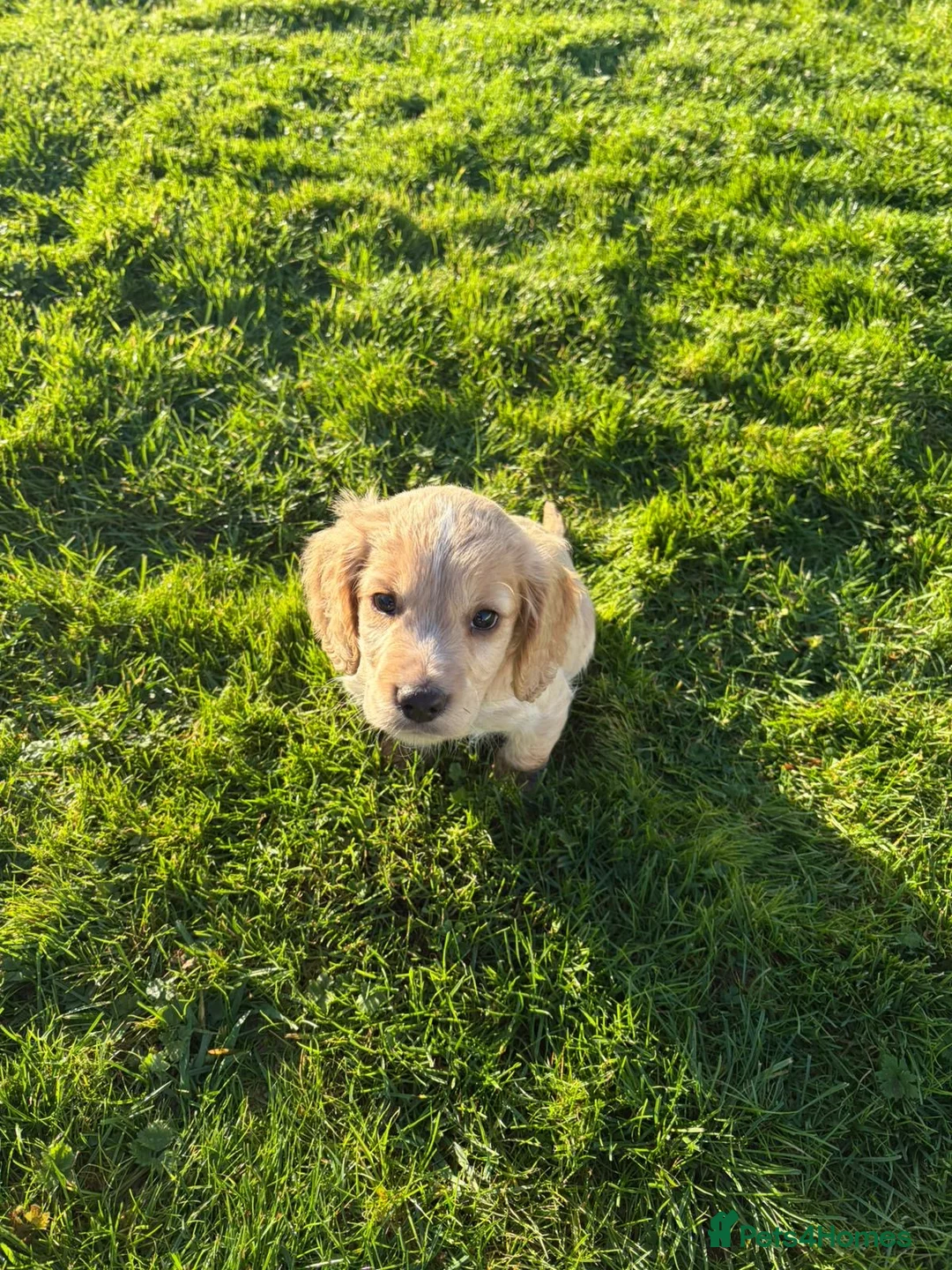 Cocker Spaniel dogs for sale: Cocker spaniels - Advert 6