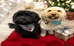 Mixed Breed dogs for sale: Cockapoo/Labradoodle Pups DUE Sept2025 - Image 3