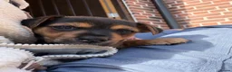 Jack Russell dogs for sale: Black & Tan Jack Russel pups - Advert 2