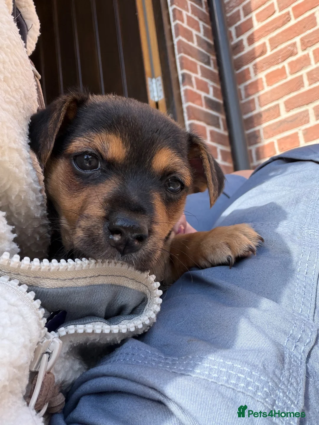 Jack Russell dogs for sale: Black & Tan Jack Russel pups - Advert 2