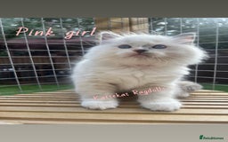 Ragdoll cats for sale: **5 stunning TICA ragdoll kittens available** - Image 4