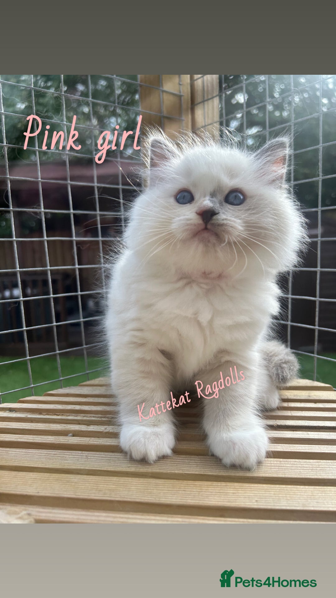 Ragdoll cats for sale: **5 stunning TICA ragdoll kittens available** - Image 4