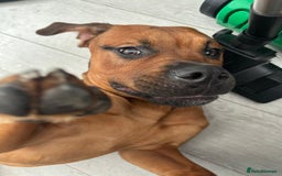 Mixed Breed dogs for sale: ❤️Loving Home Wanted for our Beloved Diego❤️ - Image 1