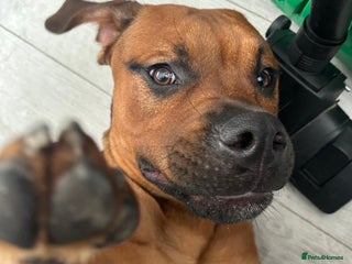 Mixed Breed dogs for sale - Advert 1