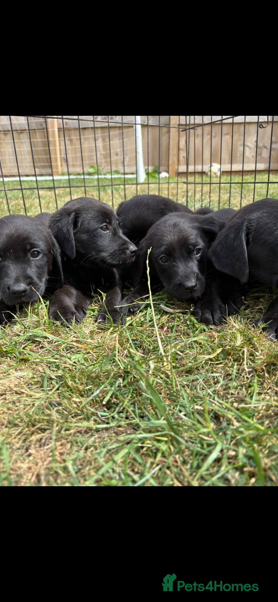 Labrador Retriever dogs 3 boy Labrador puppies  - Advert 12