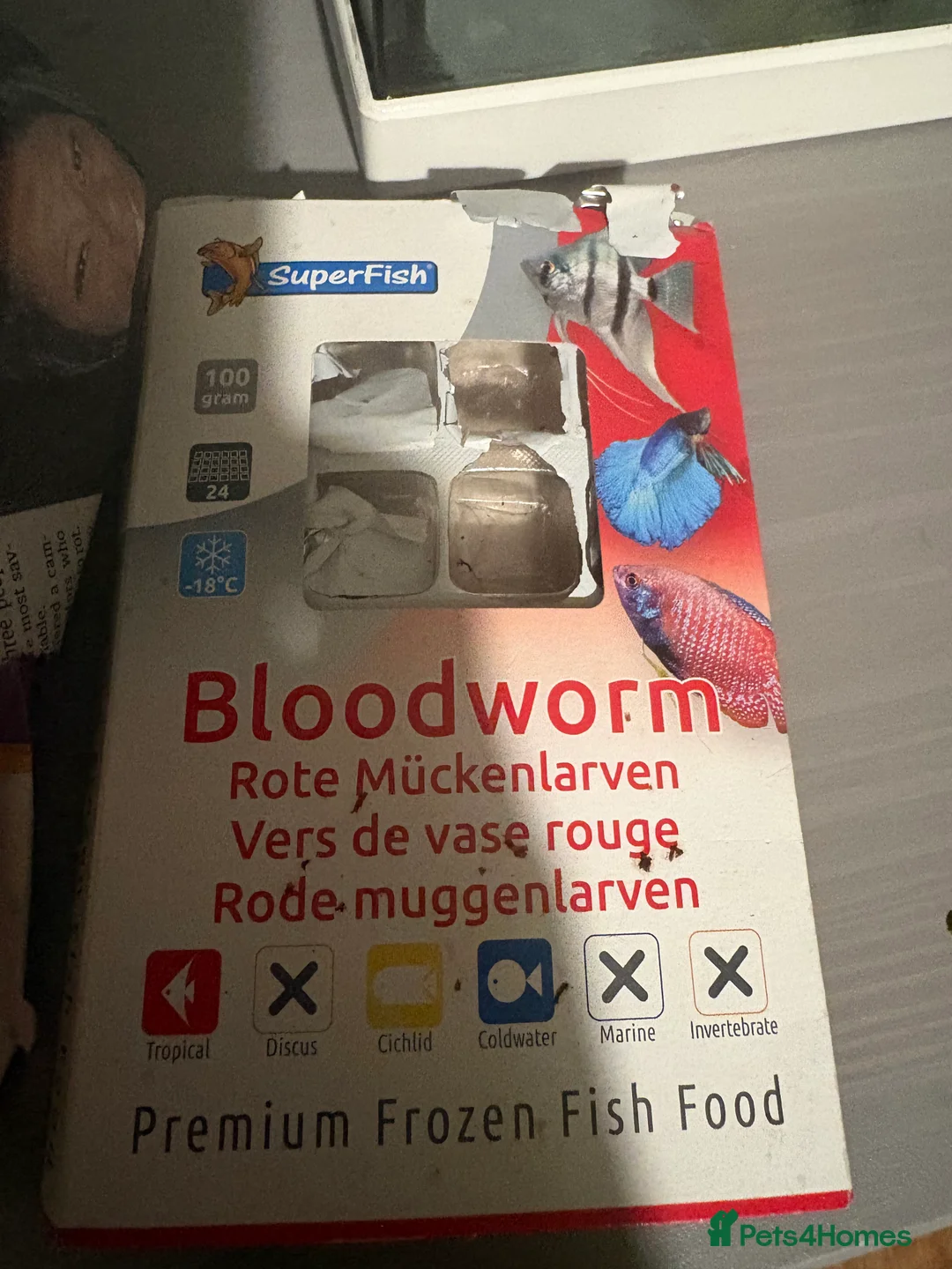 Axolotl reptiles for sale: Axolotl, tank and all accessories  - Advert 2