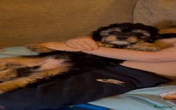 Cavapoo dogs for sale: Toy cavapoos f1 - Image 1