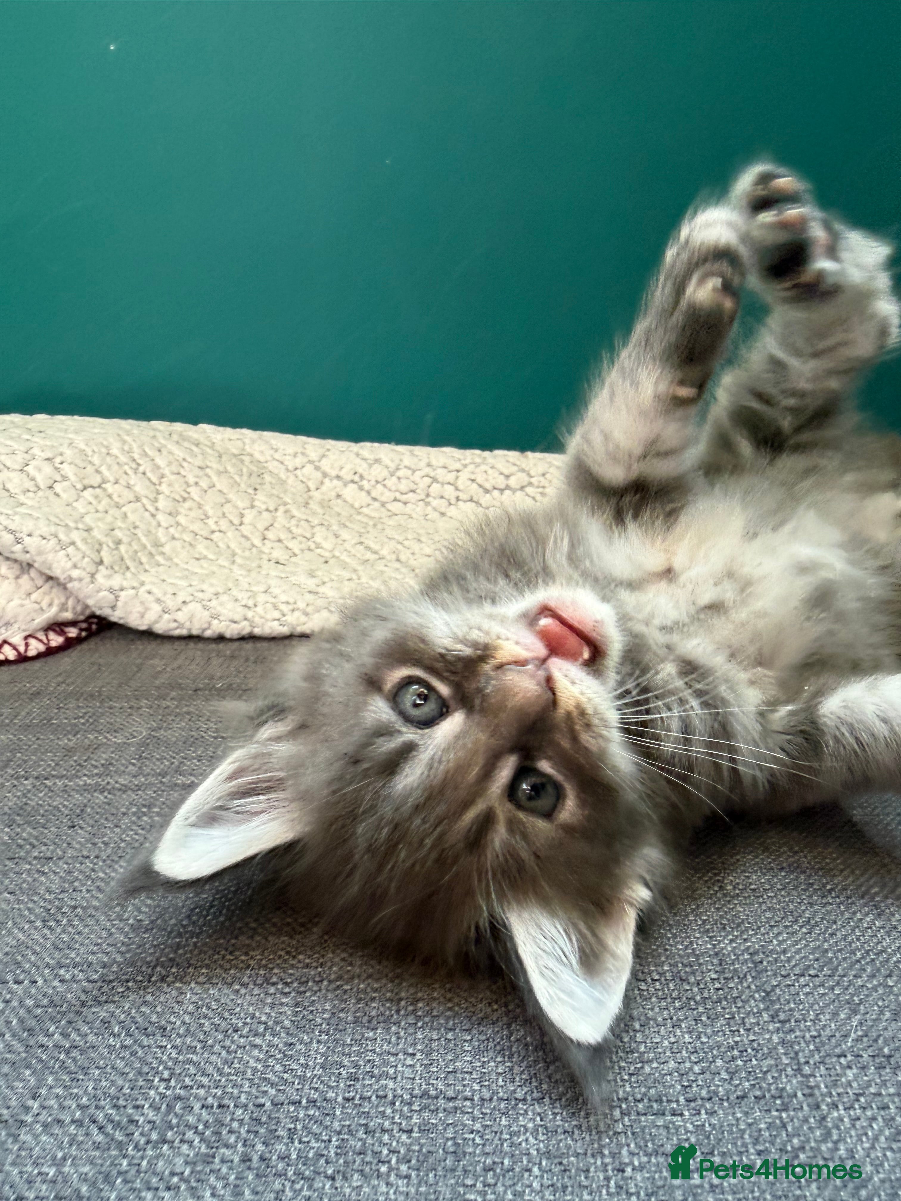 Maine Coon cats TICA Maine Coon Kittens: Raised w/ Children & Dogs - Advert 2
