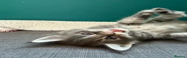 Maine Coon 4 - Bravo