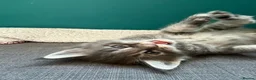 Maine Coon cats for sale: Affectionate, Pedigree Maine Coon Kittens: - Advert 21