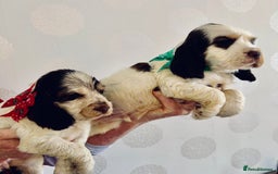 Cocker Spaniel dogs for sale: KC Show cocker spaniel pups chocolate Sable Roan   - Image 20